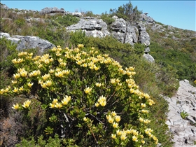 Table Mountain